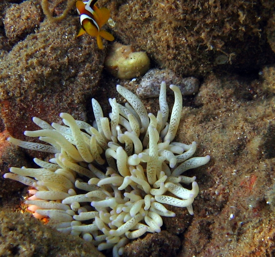 Unknown Stochiactis_JD.JPG