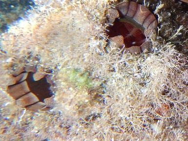 Photo: J. Dafni (kisoski pier Eilat)