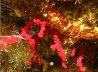 Acabaria erythraea