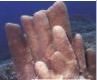 Alveopora daedalea