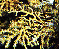 Bebryce sulfurea