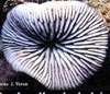 Cantharellus