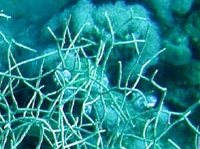 Clathraria rubrinodis