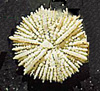 Deltocyathus