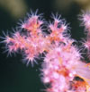 Dendronephthya