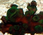 Photo: J. Dafni (Eilat and Aqaba)