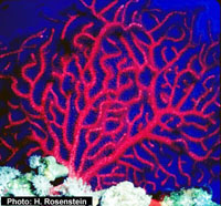 Echinogorgia