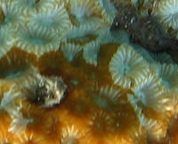 F_cf_russelli_detail.jpg