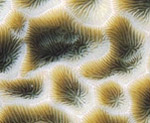 Photo: J. Veron (GBR)