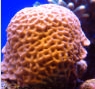 Goniastrea peresi
