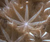 Heteroxenia sp.