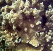 Photo: M. Levin (Eilat)