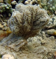 Photo: J. Dafni (Eilat)