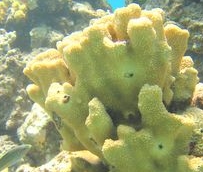 Photo: J. Dafni H_microconus_JD.jpg