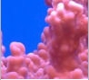 Montipora meandrina