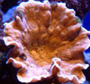 Mycedium umbra