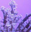 Paralemnalia - sofr coral