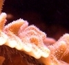 Pavona decussata