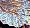 Pavona varians