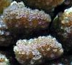 Pocillopora verrucosa