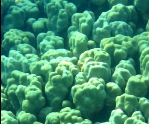 Photo: J. Dafni (Eilat)
