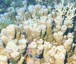 Porites columnaris