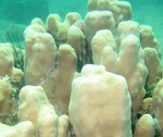 Photo: M. Levin (Eilat)