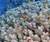 Porites nodifera