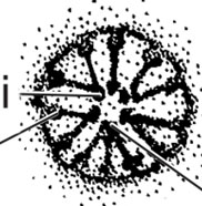 Corals of the World