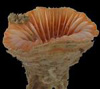 Rhizotrochus