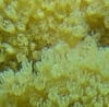Rhytisma