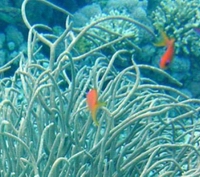 Rumphella torta