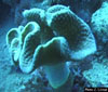 Sarcophyton sp.