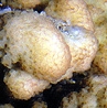 Stylophora mammilatus