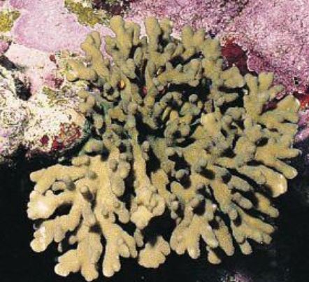 Photo: J. Veron (Red Sea)