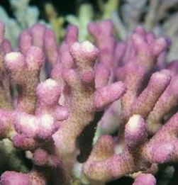 Photo: J. Veron (Red Sea)