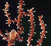 Subergorgia rubra