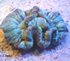 Trachyphyllia
