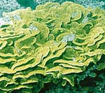 Turbinaria reniformis