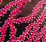 Verrucella sp.