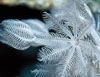 Xenia sp.