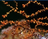 Acanthogorgia spinosa