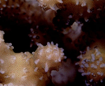Photo: J. Veron (Red Sea)