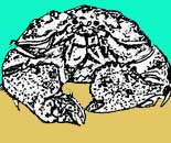 ביישן<> Box crab