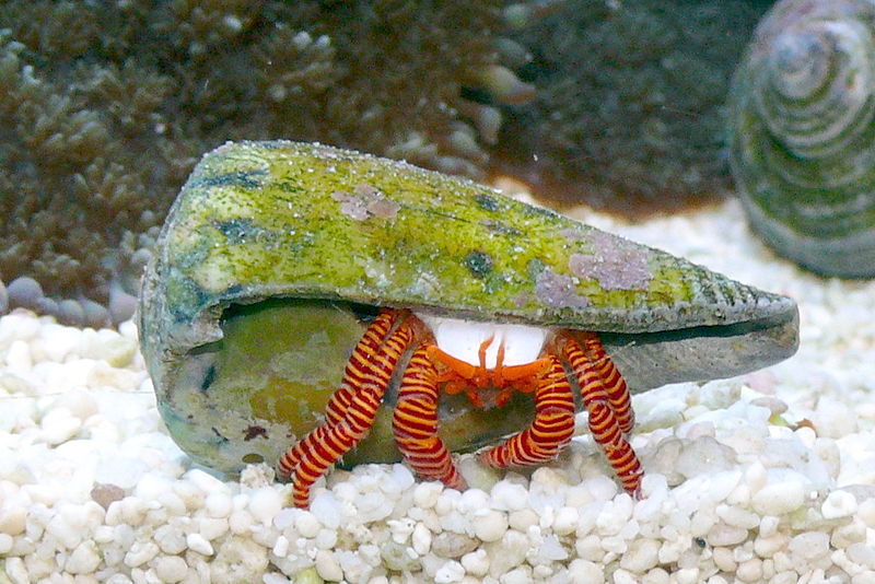 Photo: Haplochromis, c/o Wikipedia