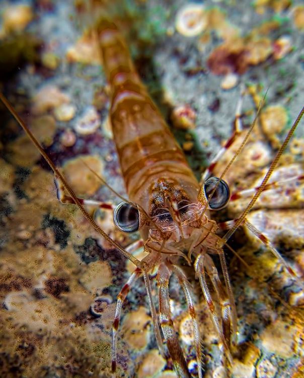 Photo: D. Barchana (Eilat)