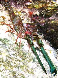 Photo: R. Biran ; click for a larger picture