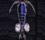 Copepod שט-רגל