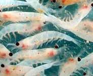 חסילן הלוויתנים <> Krill