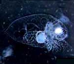Water flea דפניתית
